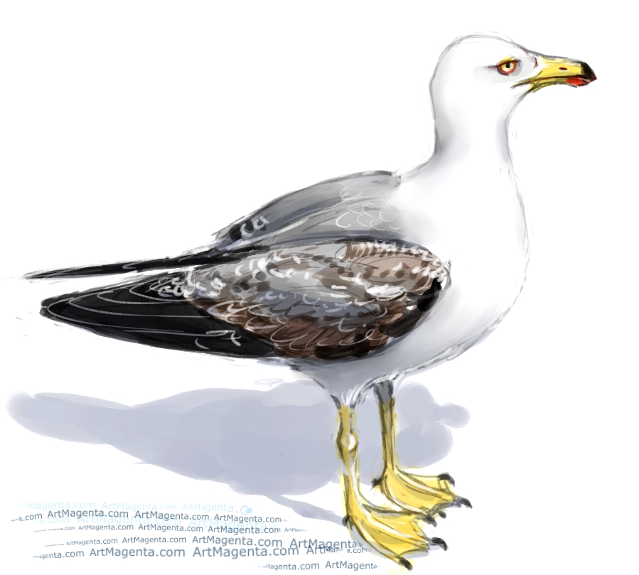Gull Drawing Image