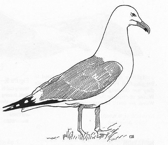 Gull Drawing Pic