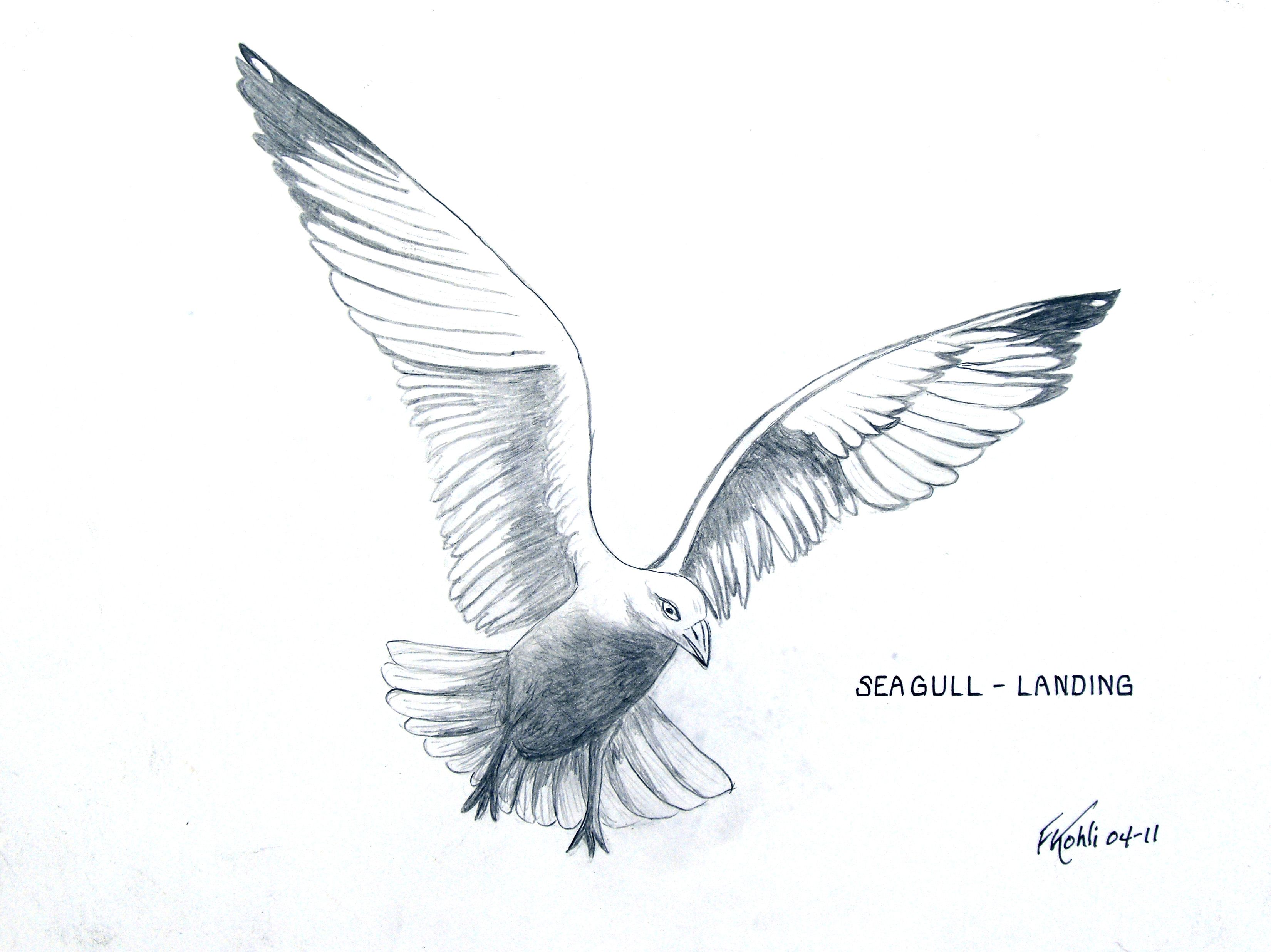 Gull Drawing