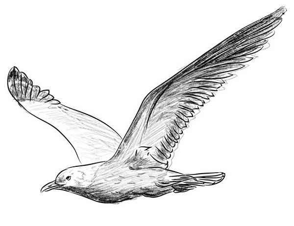 Gull Image Drawing