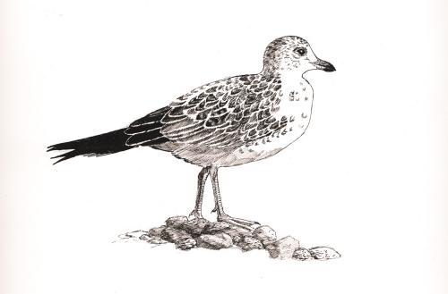 Gull Photo Drawing
