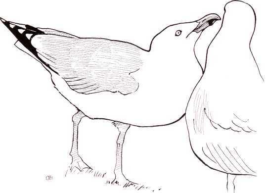 Gull Pic Drawing
