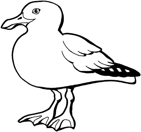 Gull Picture Drawing