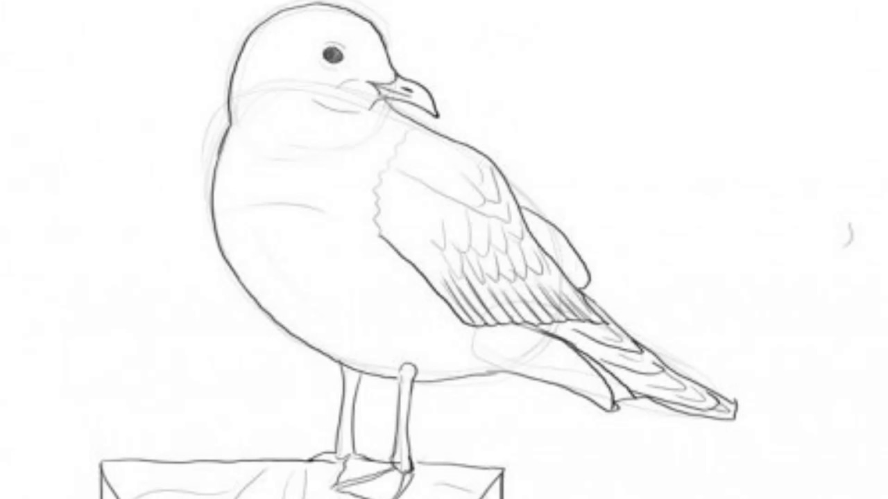 Gull Realistic Drawing
