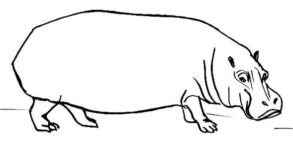 Hippopotamus Amazing Drawing