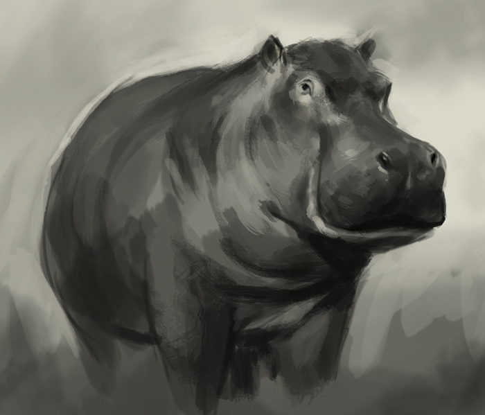 Hippopotamus Best Drawing
