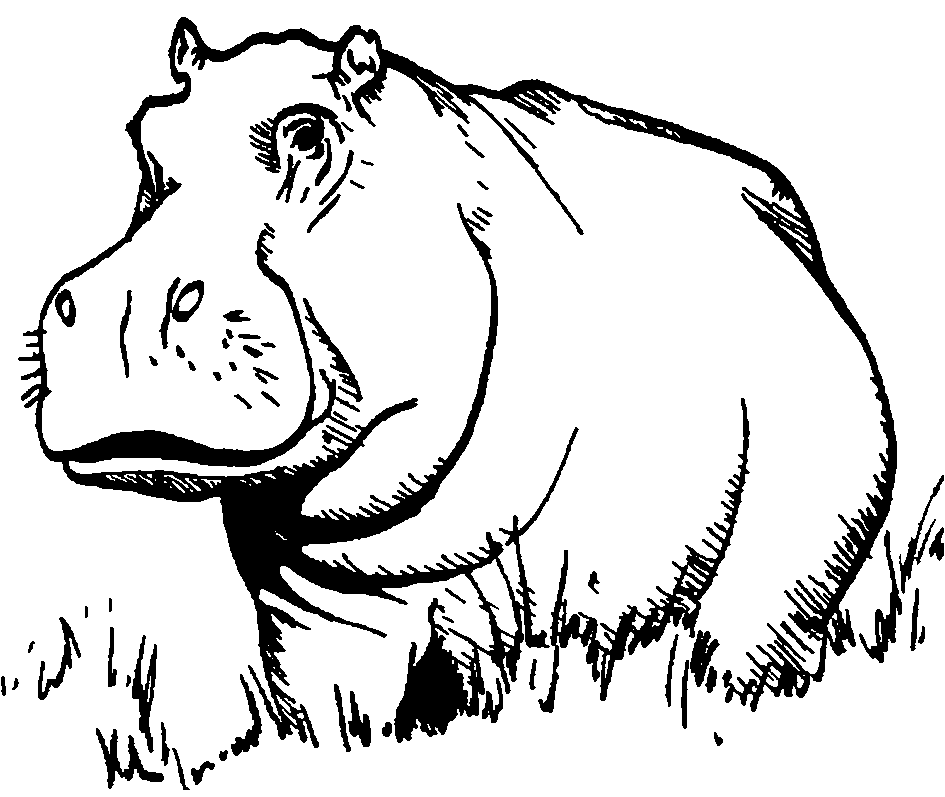 Hippopotamus Drawing Art