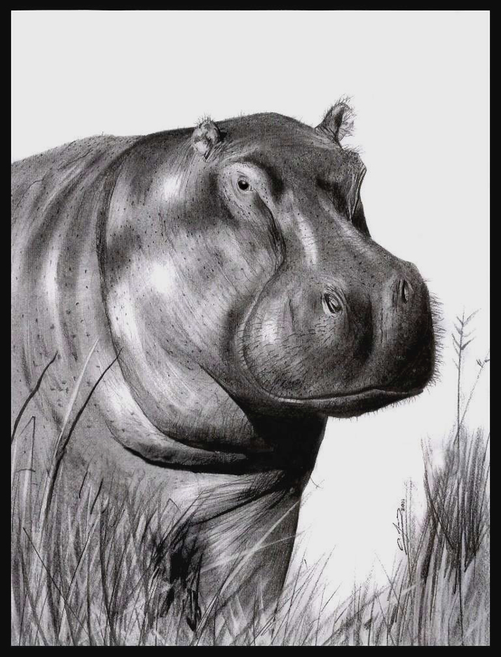 Hippopotamus Drawing Creative Art