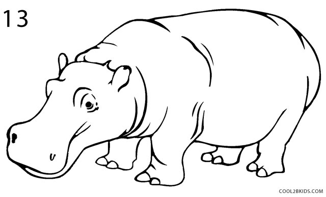 Hippopotamus Drawing Image
