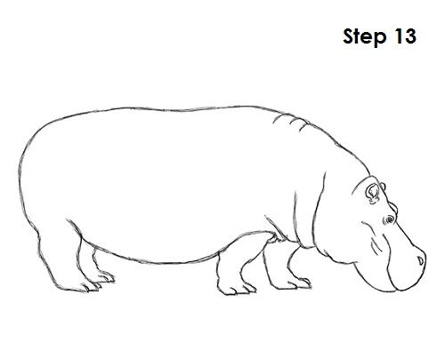 Hippopotamus Drawing Pic