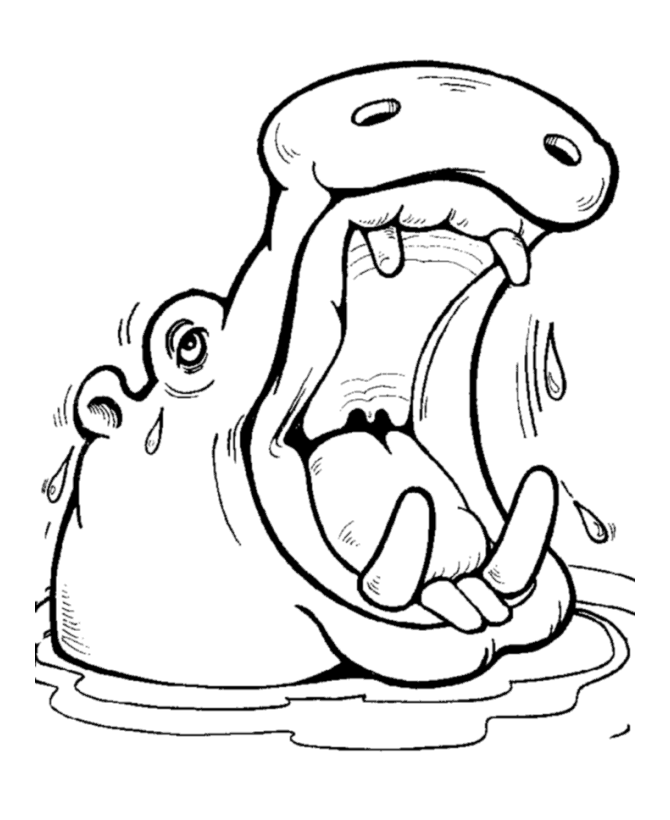 Hippopotamus Image Drawing