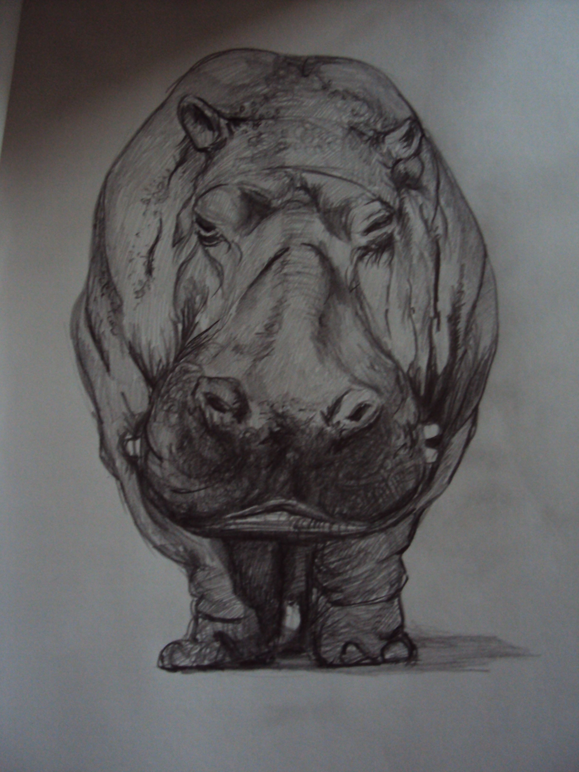 Hippopotamus Photo Drawing
