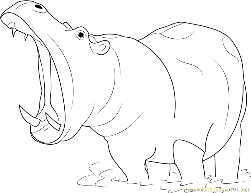 Hippopotamus Pic Drawing