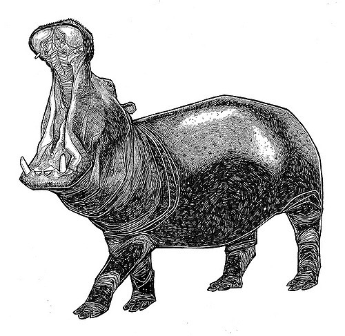 Hippopotamus Picture Drawing