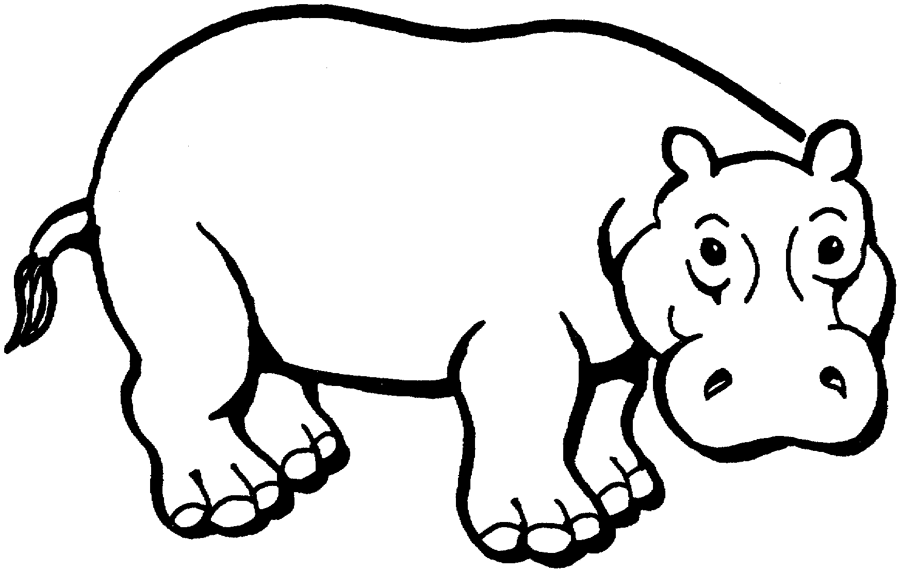 Hippopotamus Realistic Drawing