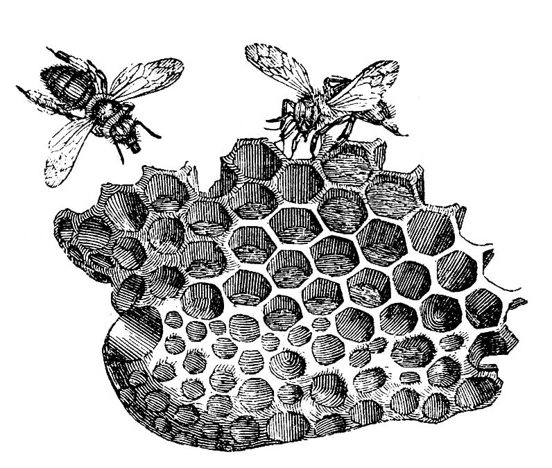 Honeycomb Drawing Image