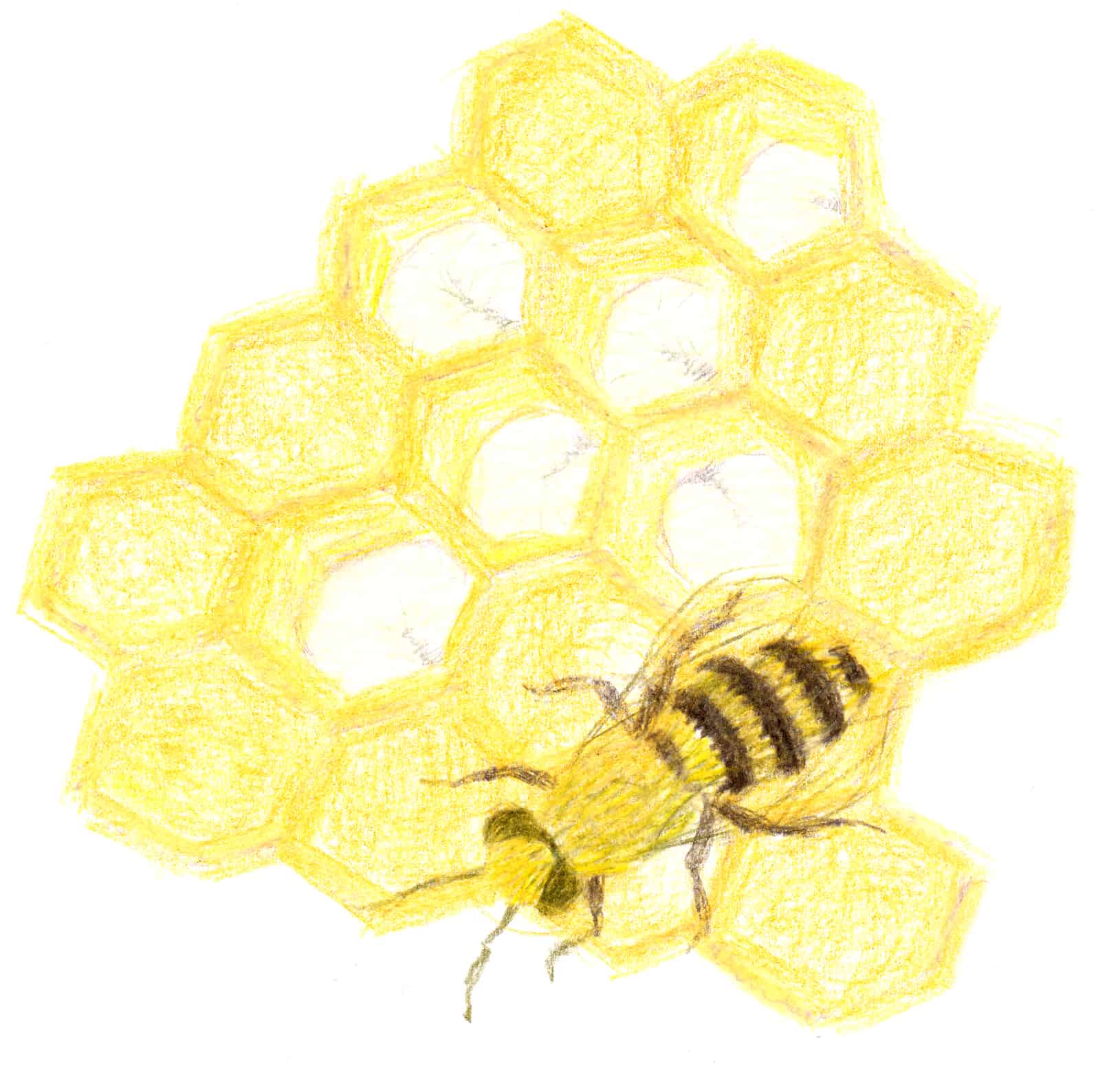 Honeycomb Drawing Pic