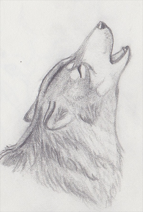 Howling Wolf Drawing Amazing