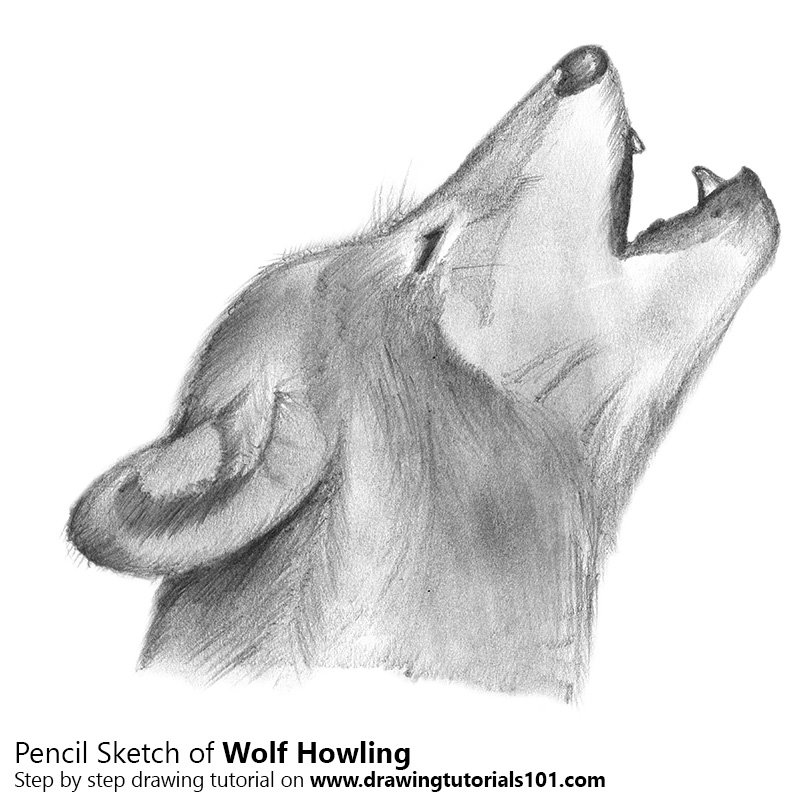 Howling Wolf Drawing Beautiful Art