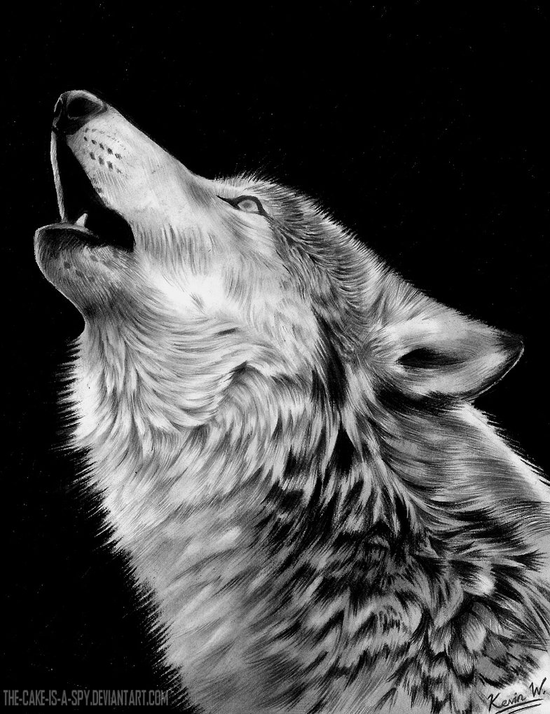 Howling Wolf Drawing Image