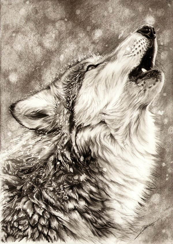 Howling Wolf Drawing Images