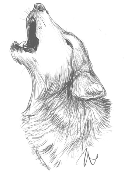 Howling Wolf Drawing Photo