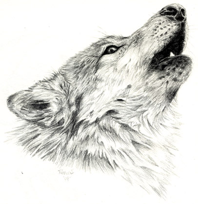 Buy Wolf Howling Line Drawing DIGITAL PRINT Wolf Sketch Online in India   Etsy