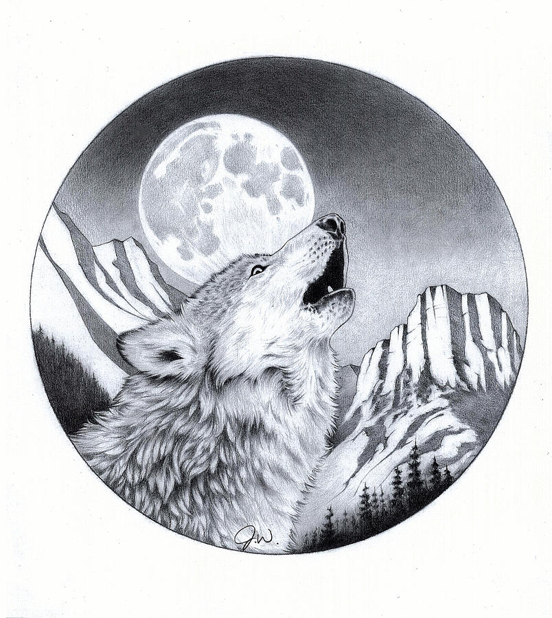 Howling Wolf Drawing Pictures