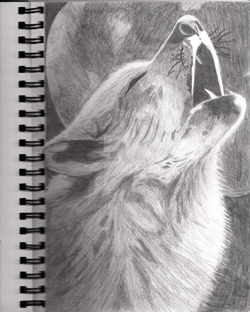Howling Wolf Drawing Realistic