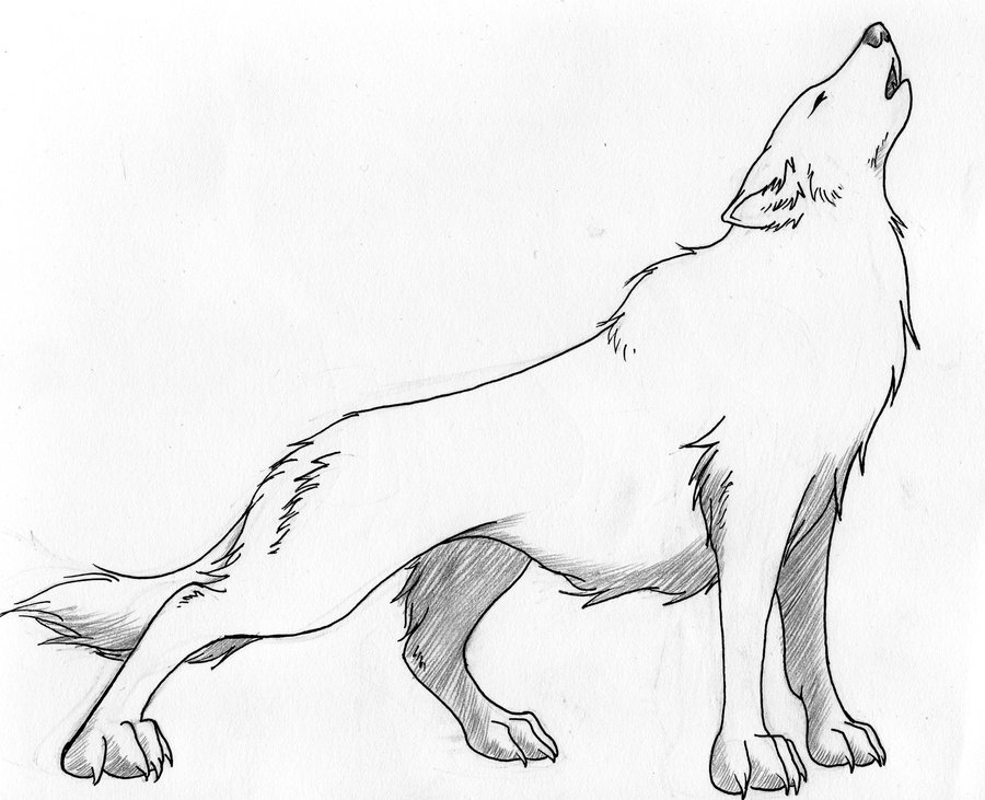 Howling Wolf Drawing Sketch