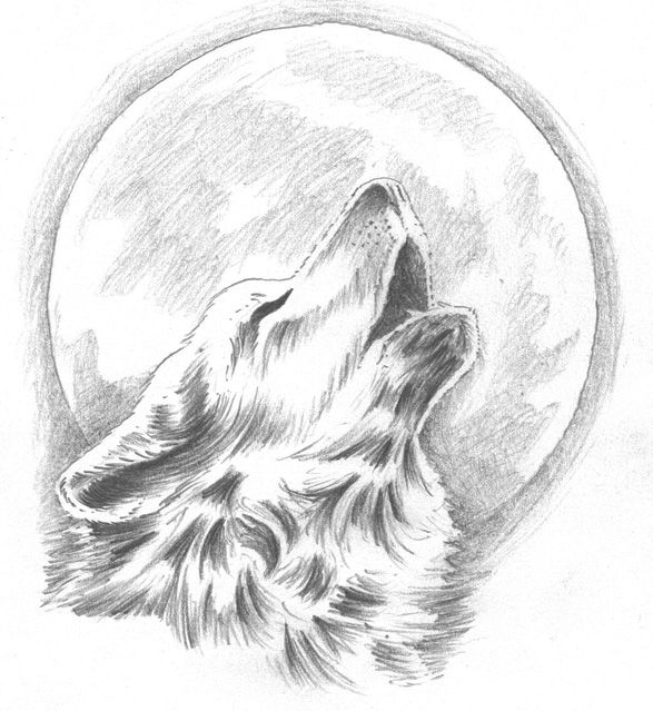Colored hand drawing of a howling wolf Royalty Free Vector