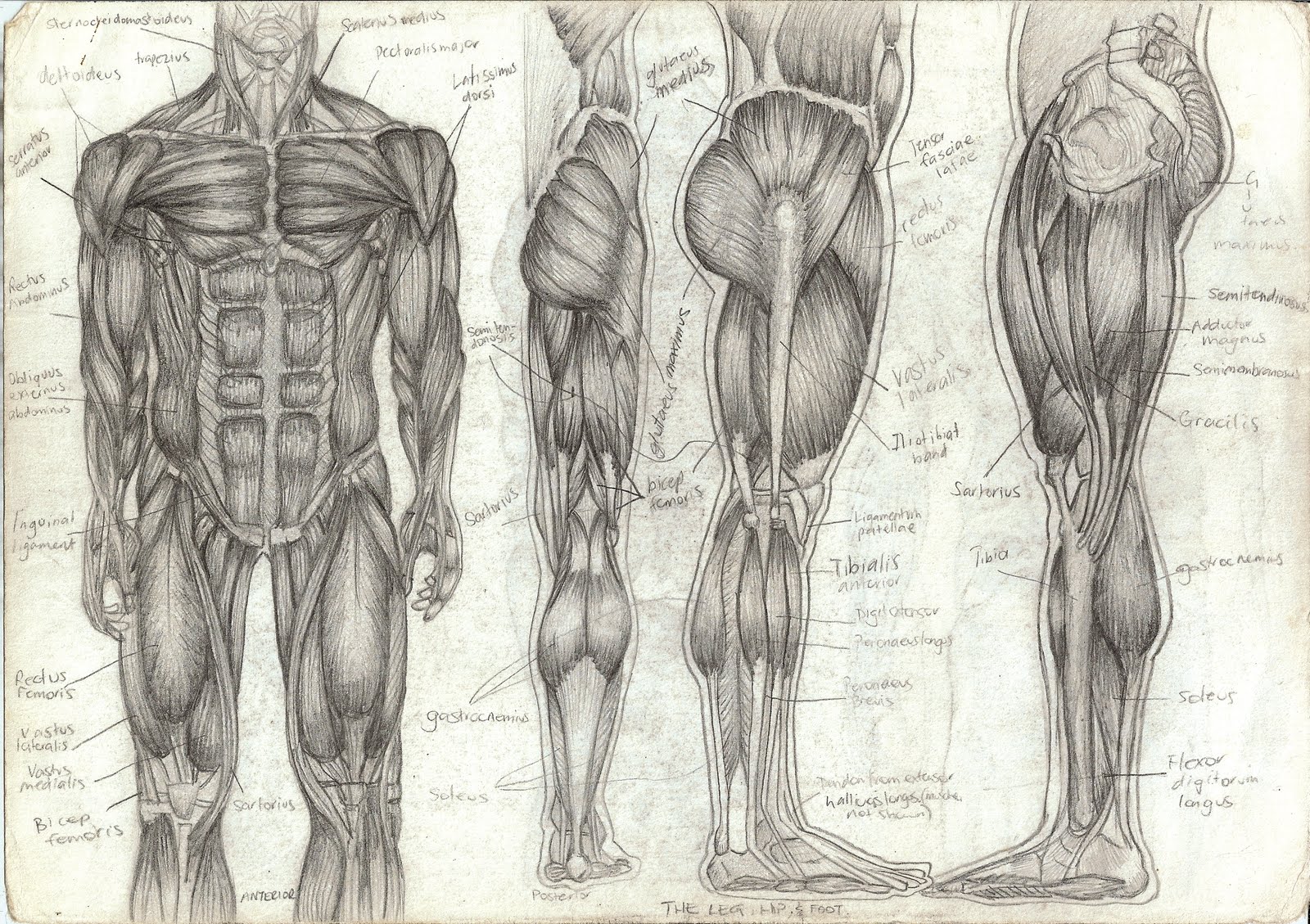 Human Body Drawing Best