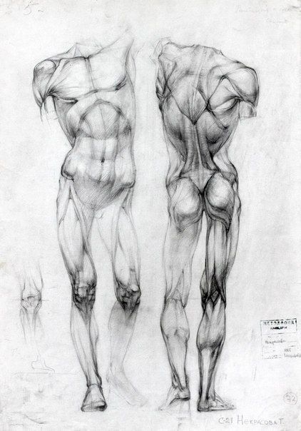 Human Body Drawing Image