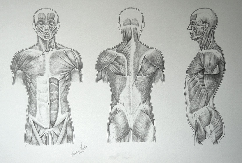 Human Body Drawing Images