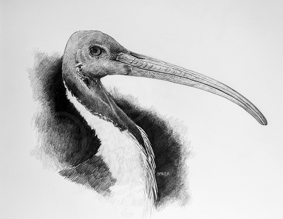 Ibis Drawing Art