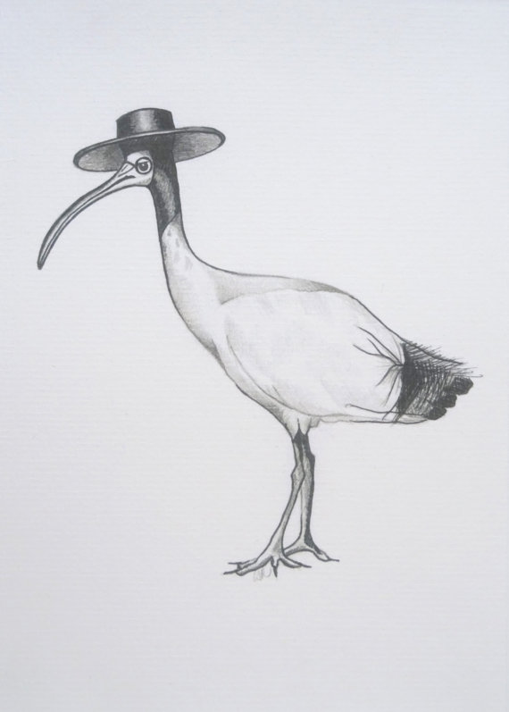 Ibis Drawing Image