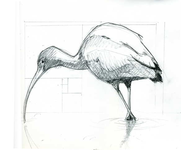 Ibis Drawing Realistic