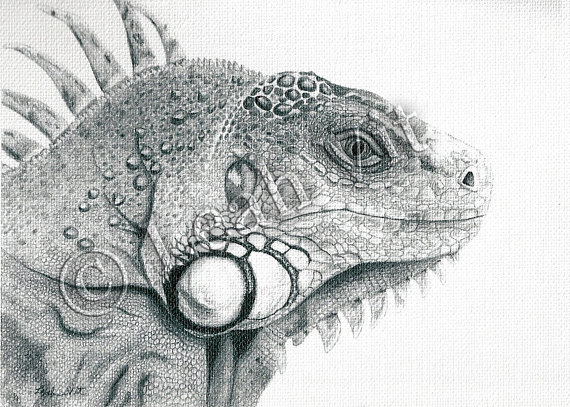 Iguana Head Drawing Amazing