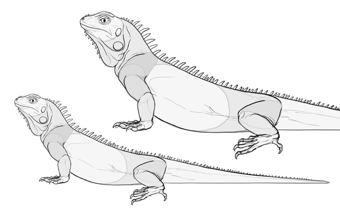 Iguana Head Drawing Art