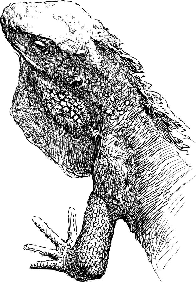 Iguana Head Drawing Beautiful Image