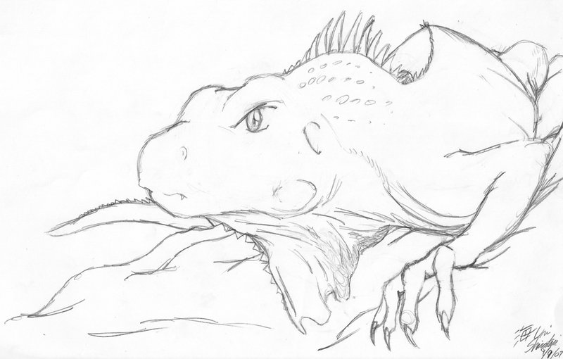 Iguana Head Drawing Best