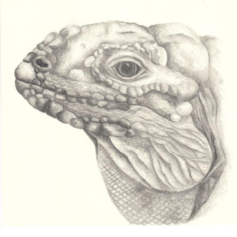 Iguana Head Drawing High-Quality