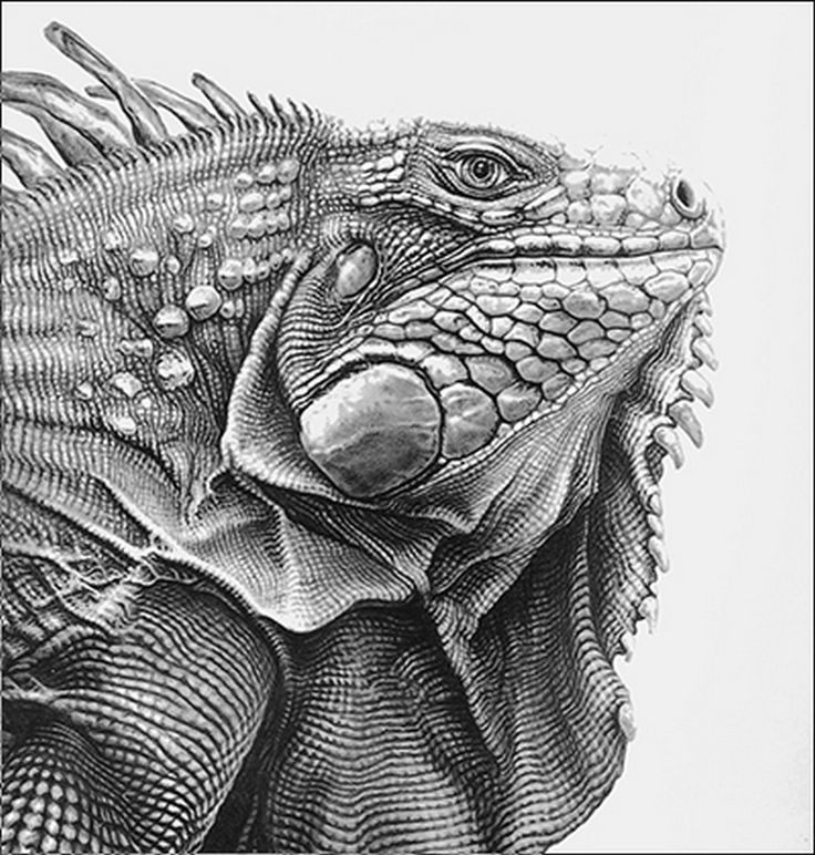 Iguana Head Drawing Image