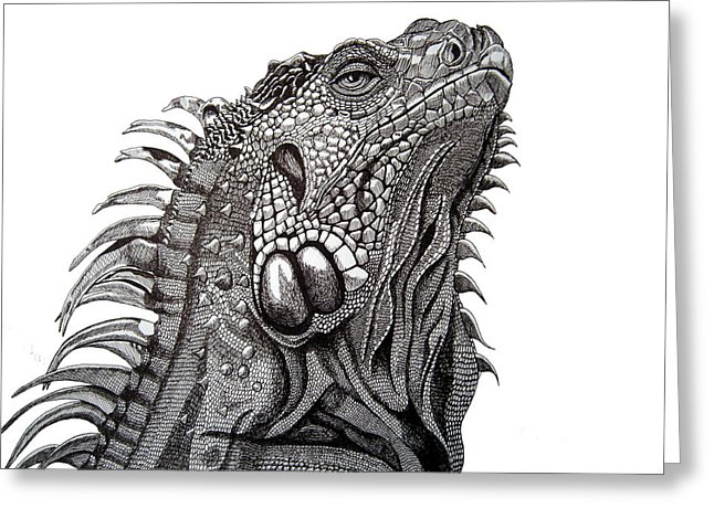 Iguana Head Drawing Images