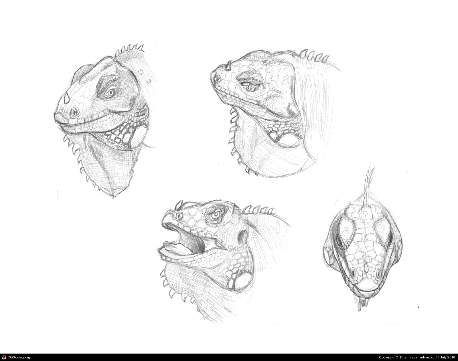 Iguana Head Drawing Pics