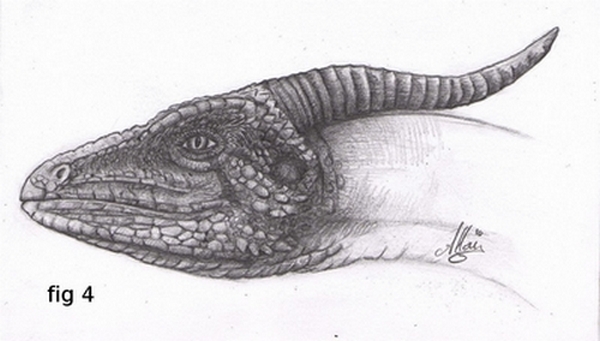 Iguana Head Drawing Picture