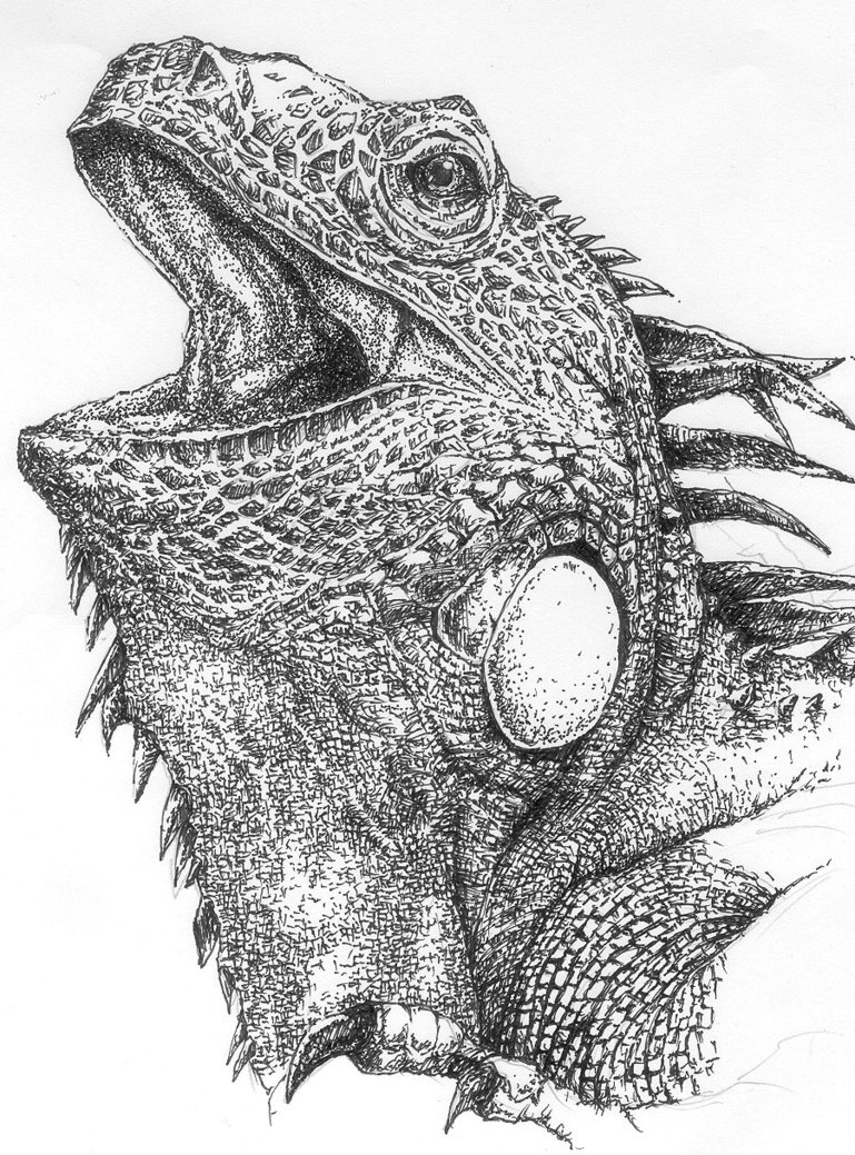 Iguana Head Drawing Realistic