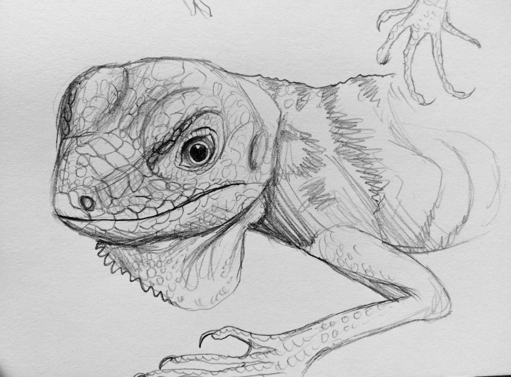 Iguana Head Drawing Sketch