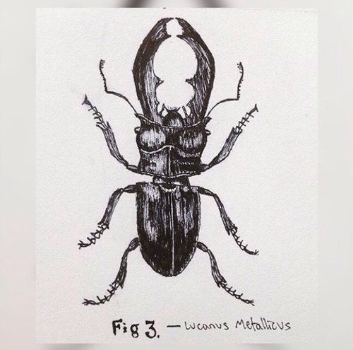 Insect Drawing Best