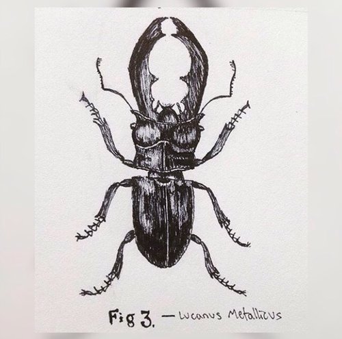 Weevil Pencil Drawing  How to Sketch Weevil using Pencils   DrawingTutorials101com